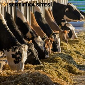 Hayvanlarda Bakım ve Beslenme Eğitimi Sertifikası