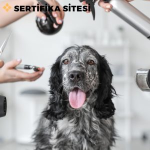 Pet Kuaförlüğü Eğitimi Sertifikası