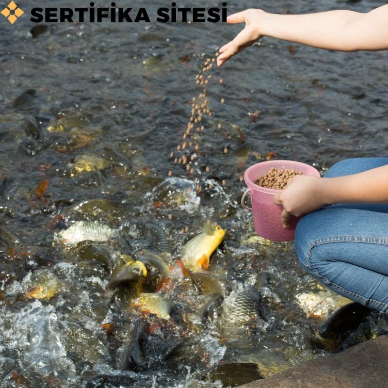 Su Ürünleri Üreticisi Sertifikası