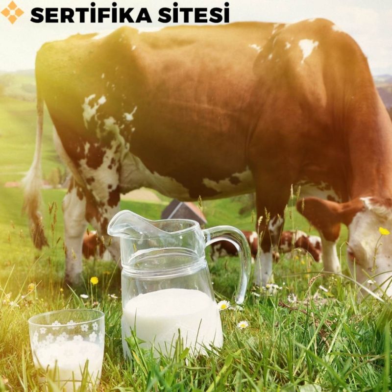 Süt Sığırcılığında Sağım Hijyeni ve Sanitasyon Sertifikası