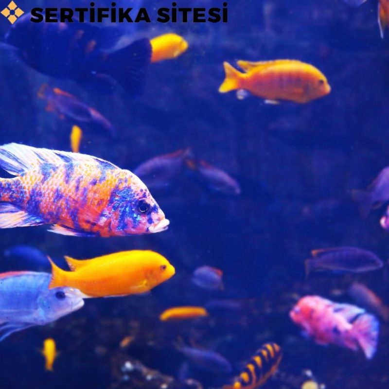 Tatlı Su Balıkları Üreticisi Sertifikası