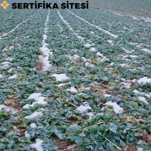 Yeşil Gübreleme Sertifikası